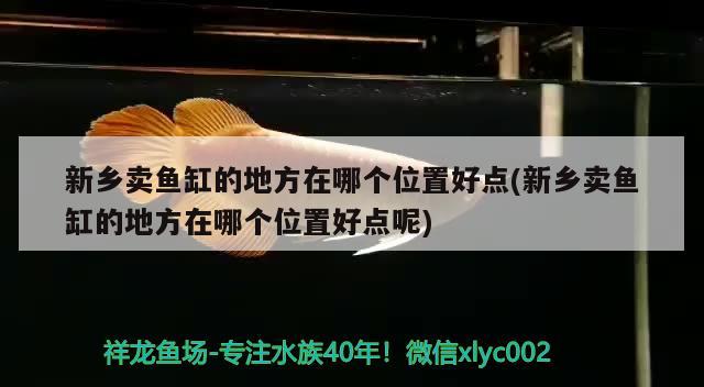 新鄉(xiāng)賣魚缸的地方在哪個位置好點(新鄉(xiāng)賣魚缸的地方在哪個位置好點呢)