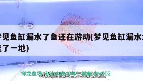 夢見魚缸漏水了魚還在游動(夢見魚缸漏水水流了一地)