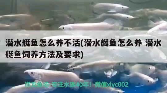 潛水艇魚怎么養(yǎng)不活(潛水艇魚怎么養(yǎng)潛水艇魚飼養(yǎng)方法及要求) 潛水艇魚