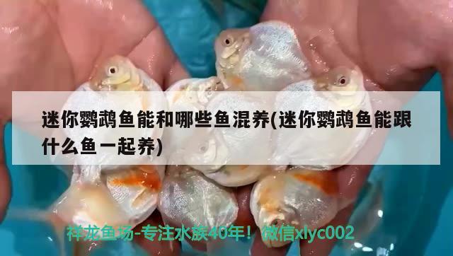 迷你鸚鵡魚能和哪些魚混養(yǎng)(迷你鸚鵡魚能跟什么魚一起養(yǎng)) 鸚鵡魚 第1張