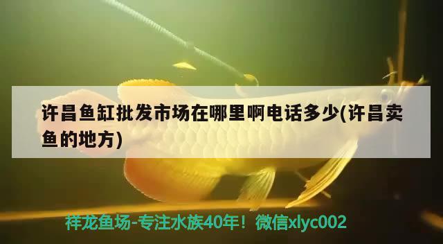 許昌魚(yú)缸批發(fā)市場(chǎng)在哪里啊電話多少(許昌賣(mài)魚(yú)的地方)