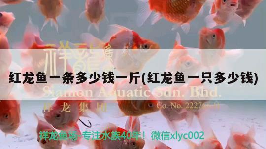 紅龍魚一條多少錢一斤(紅龍魚一只多少錢) 觀賞魚