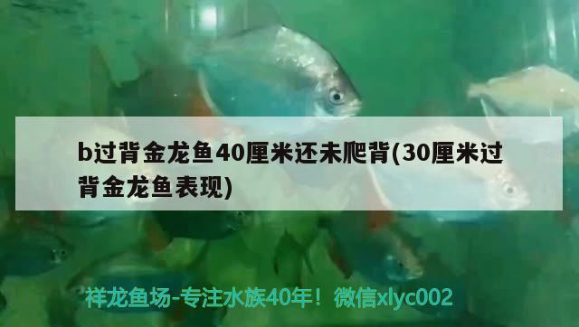 b過(guò)背金龍魚(yú)40厘米還未爬背(30厘米過(guò)背金龍魚(yú)表現(xiàn))