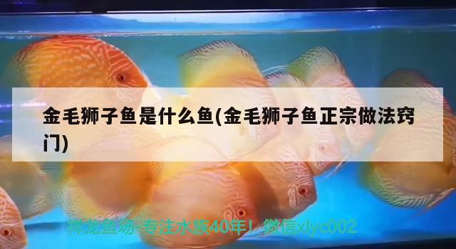 金毛獅子魚是什么魚(金毛獅子魚正宗做法竅門) 觀賞魚