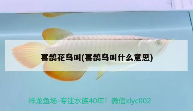 喜鵲花鳥叫(喜鵲鳥叫什么意思) 觀賞魚