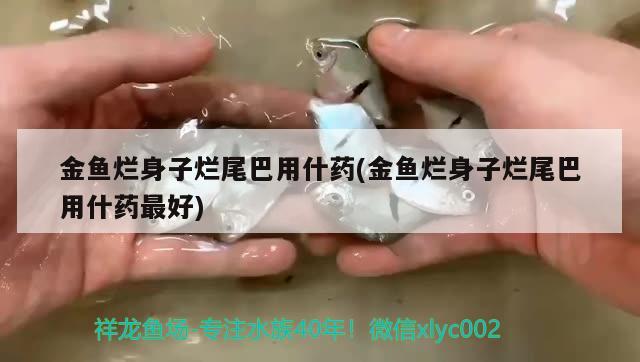 金魚爛身子爛尾巴用什藥(金魚爛身子爛尾巴用什藥最好)