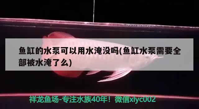 魚缸的水泵可以用水淹沒嗎(魚缸水泵需要全部被水淹了么)