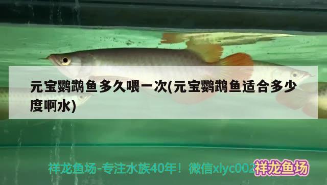 元寶鸚鵡魚多久喂一次(元寶鸚鵡魚適合多少度啊水)