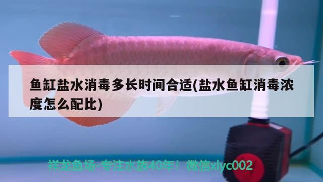 魚缸鹽水消毒多長時間合適(鹽水魚缸消毒濃度怎么配比) 祥龍進口元寶鳳凰魚 第3張