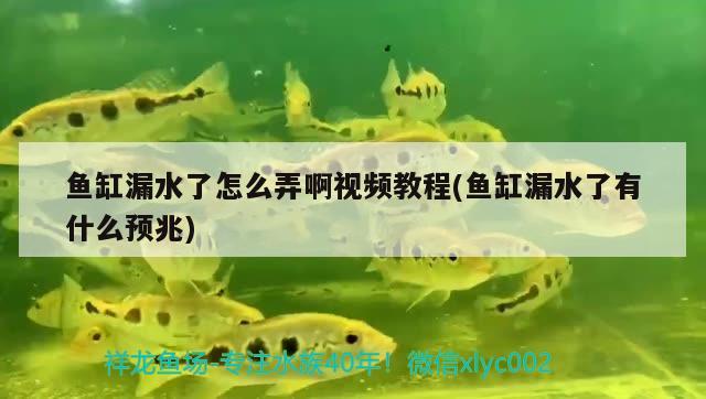 魚缸漏水了怎么弄啊視頻教程(魚缸漏水了有什么預(yù)兆)