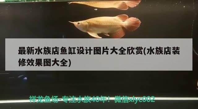 最新水族店魚(yú)缸設(shè)計(jì)圖片大全欣賞(水族店裝修效果圖大全)