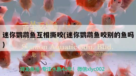 迷你鸚鵡魚互相撕咬(迷你鸚鵡魚咬別的魚嗎) 鸚鵡魚