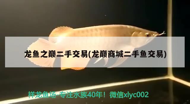 龍魚(yú)之巔二手交易(龍巔商城二手魚(yú)交易)