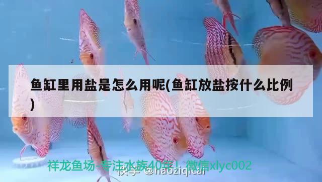 魚缸里用鹽是怎么用呢(魚缸放鹽按什么比例) 成吉思汗鯊（球鯊）魚