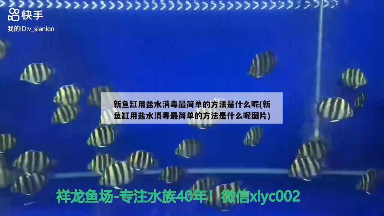 新魚(yú)缸用鹽水消毒最簡(jiǎn)單的方法是什么呢(新魚(yú)缸用鹽水消毒最簡(jiǎn)單的方法是什么呢圖片) 藍(lán)帆三間魚(yú)