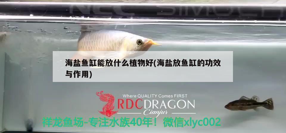 海鹽魚缸能放什么植物好(海鹽放魚缸的功效與作用) 金頭過(guò)背金龍魚