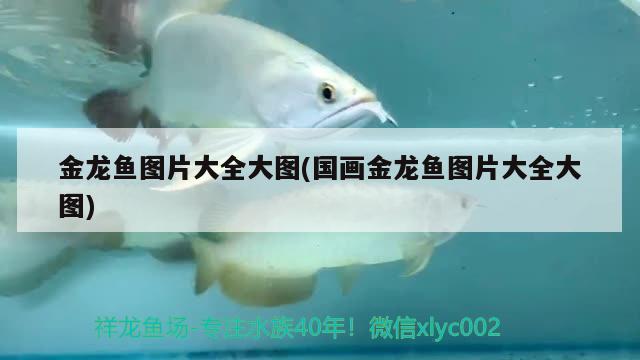 金龍魚圖片大全大圖(國畫金龍魚圖片大全大圖)