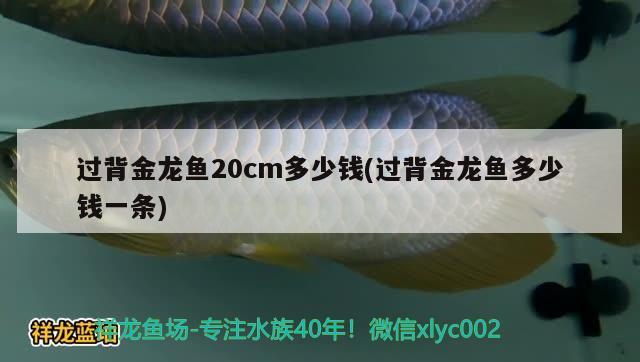 過背金龍魚20cm多少錢(過背金龍魚多少錢一條) 過背金龍魚