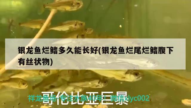 銀龍魚爛鰭多久能長好(銀龍魚爛尾爛鰭腹下有絲狀物) 銀龍魚