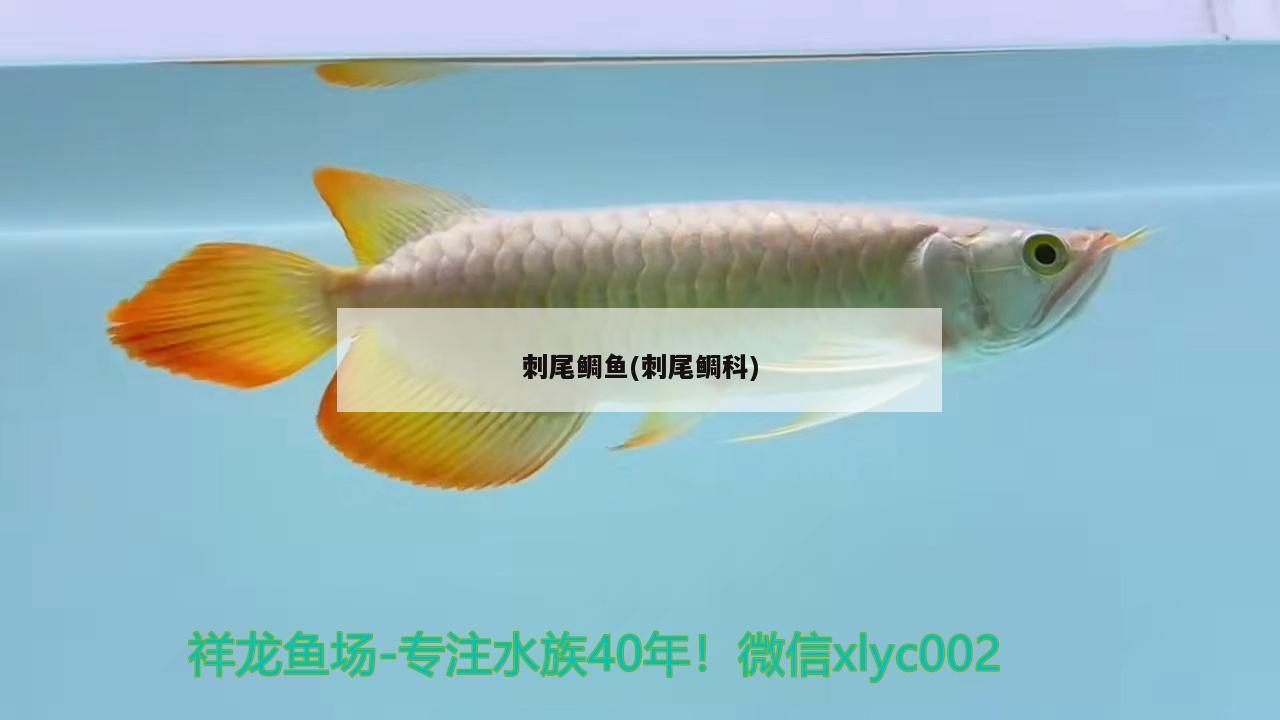 刺尾鯛魚(yú)(刺尾鯛科)