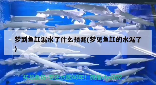 夢到魚缸漏水了什么預(yù)兆(夢見魚缸的水漏了)