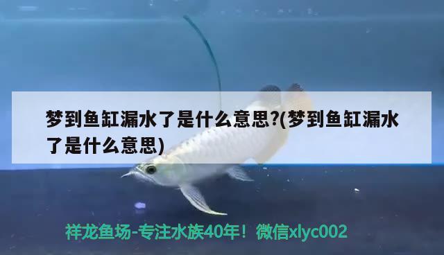 夢到魚缸漏水了是什么意思?(夢到魚缸漏水了是什么意思)