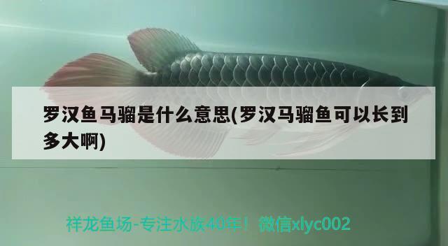 羅漢魚(yú)馬騮是什么意思(羅漢馬騮魚(yú)可以長(zhǎng)到多大啊) 羅漢魚(yú)