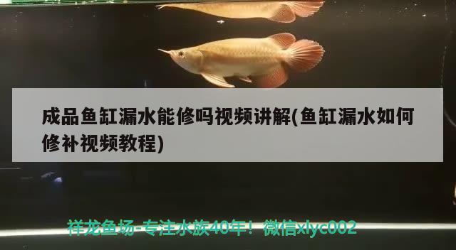 成品魚缸漏水能修嗎視頻講解(魚缸漏水如何修補(bǔ)視頻教程)