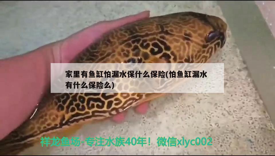 家里有魚缸怕漏水保什么保險(怕魚缸漏水有什么保險么)