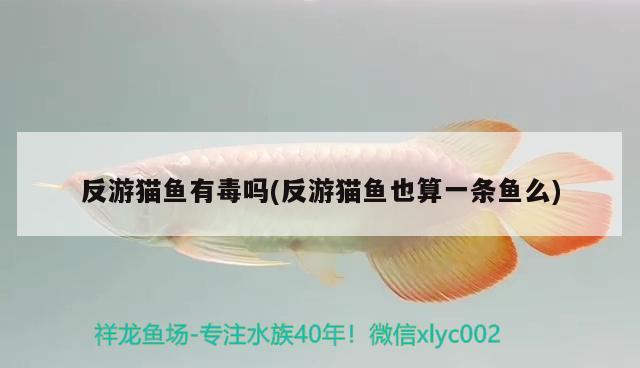 反游貓魚有毒嗎(反游貓魚也算一條魚么) 觀賞魚