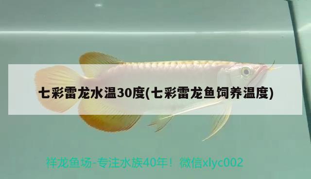 七彩雷龍水溫30度(七彩雷龍魚飼養(yǎng)溫度) 觀賞魚