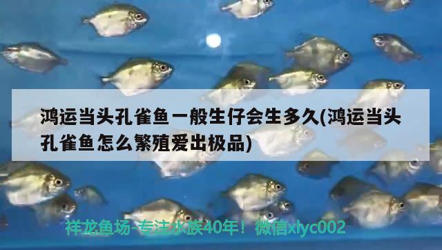 鴻運當頭孔雀魚一般生仔會生多久(鴻運當頭孔雀魚怎么繁殖愛出極品) 觀賞魚