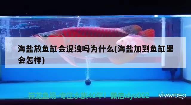 海鹽放魚缸會(huì)混濁嗎為什么(海鹽加到魚缸里會(huì)怎樣)