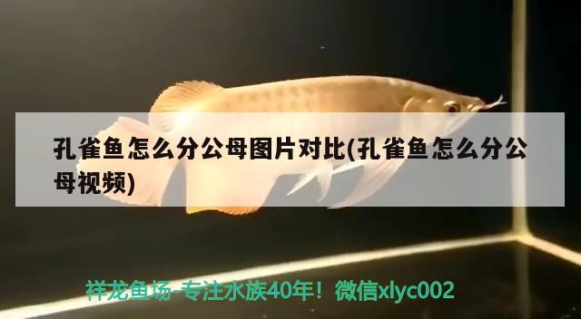 孔雀魚怎么分公母圖片對比(孔雀魚怎么分公母視頻) 觀賞魚