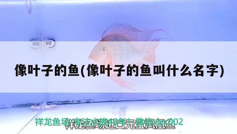 像葉子的魚(像葉子的魚叫什么名字) 觀賞魚