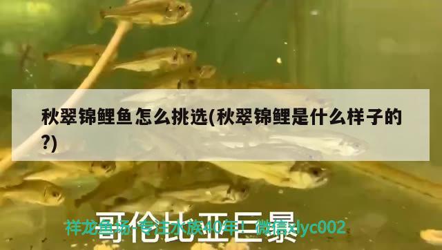 秋翠錦鯉魚怎么挑選(秋翠錦鯉是什么樣子的?) 觀賞魚