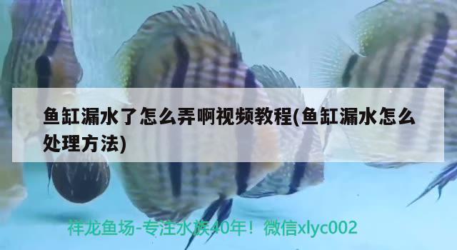 魚缸漏水了怎么弄啊視頻教程(魚缸漏水怎么處理方法) 狗頭魚