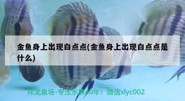 金魚身上出現(xiàn)白點(diǎn)點(diǎn)(金魚身上出現(xiàn)白點(diǎn)點(diǎn)是什么)