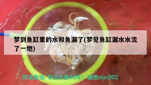 夢到魚缸里的水和魚漏了(夢見魚缸漏水水流了一地)