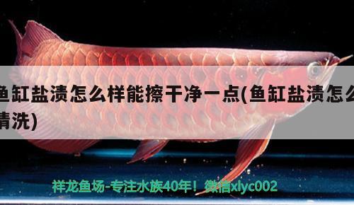 魚缸鹽漬怎么樣能擦干凈一點(魚缸鹽漬怎么清洗)