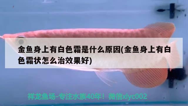 金魚身上有白色霜是什么原因(金魚身上有白色霜狀怎么治效果好)