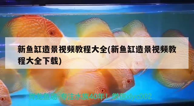 新魚(yú)缸造景視頻教程大全(新魚(yú)缸造景視頻教程大全下載)