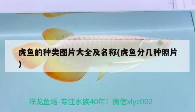 虎魚的種類圖片大全及名稱(虎魚分幾種照片)