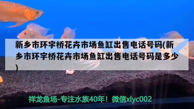 新鄉(xiāng)市環(huán)宇橋花卉市場(chǎng)魚缸出售電話號(hào)碼(新鄉(xiāng)市環(huán)宇橋花卉市場(chǎng)魚缸出售電話號(hào)碼是多少) 祥龍超血紅龍魚