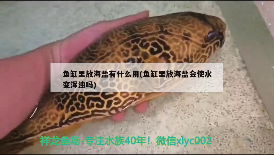 魚缸里放海鹽有什么用(魚缸里放海鹽會使水變渾濁嗎) 羅漢魚批發(fā)