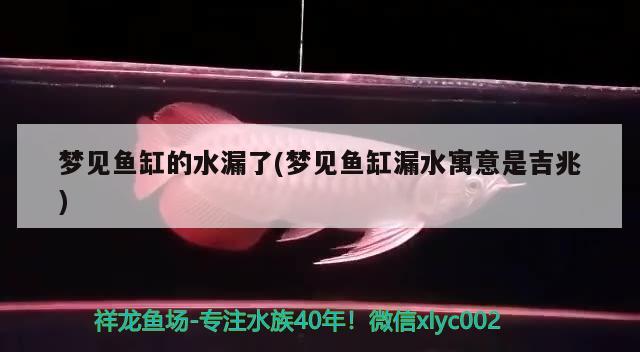 夢見魚缸的水漏了(夢見魚缸漏水寓意是吉兆) 觀賞魚水族批發(fā)市場