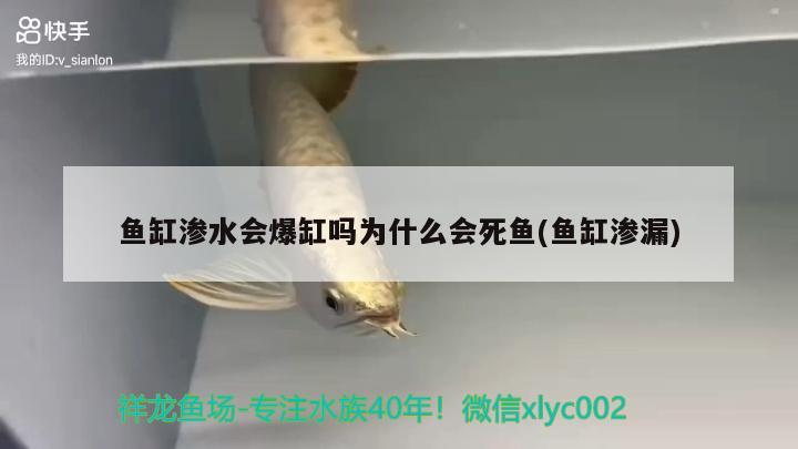 魚缸滲水會爆缸嗎為什么會死魚(魚缸滲漏) BD魟魚