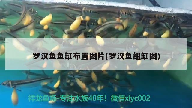 羅漢魚魚缸布置圖片(羅漢魚組缸圖)