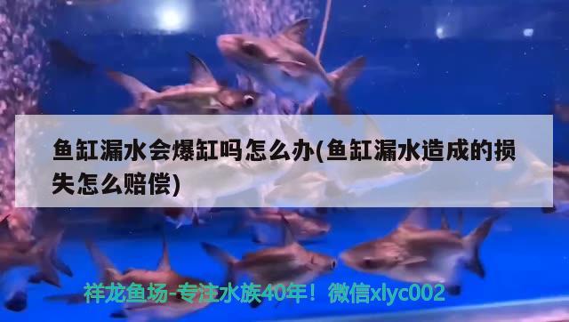 魚缸漏水會爆缸嗎怎么辦(魚缸漏水造成的損失怎么賠償)