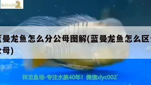 藍(lán)曼龍魚(yú)怎么分公母圖解(藍(lán)曼龍魚(yú)怎么區(qū)分公母) 觀賞魚(yú)